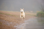 running Berger Blanc Suisse