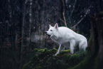 Berger Blanc Suisse in the winter