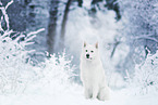 Berger Blanc Suisse in the snow