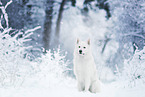 Berger Blanc Suisse in the snow