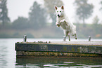 Berger Blanc Suisse at the lake