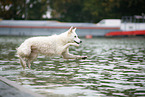 Berger Blanc Suisse at the lake