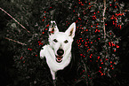 female Berger Blanc Suisse