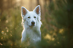 Berger Blanc Suisse in the forest