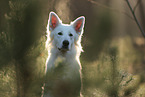 Berger Blanc Suisse in the forest