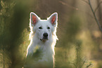 Berger Blanc Suisse in the forest