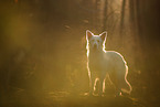 Berger Blanc Suisse in the forest