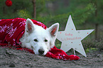 Berger Blanc Suisse with christmas decoration
