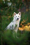 Berger Blanc Suisse in the forest