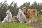 Berger Blanc Suisse