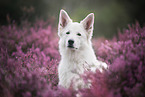 female Berger Blanc Suisse