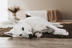 Berger Blanc Suisse in the flat