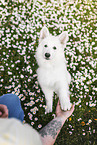 Berger Blanc Suisse Puppy