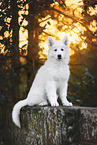 Berger Blanc Suisse Puppy