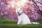 Berger Blanc Suisse Puppy