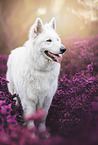 male Berger Blanc Suisse