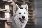 male Berger Blanc Suisse