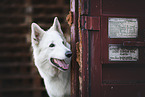 male Berger Blanc Suisse