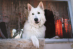 male Berger Blanc Suisse