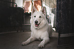 male Berger Blanc Suisse