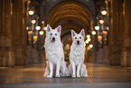 2 Berger Blanc Suisse