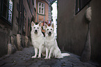 2 Berger Blanc Suisse