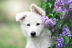 Berger Blanc Suisse Puppy