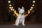 Berger Blanc Suisse Puppy