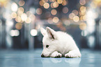 Berger Blanc Suisse Puppy