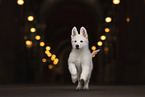Berger Blanc Suisse Puppy