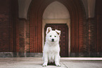 Berger Blanc Suisse Puppy