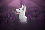 Berger Blanc Suisse Puppy