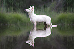 Berger Blanc Suisse Puppy