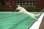 Berger Blanc Suisse at swimming bath