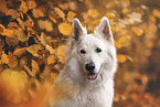 old Berger Blanc Suisse