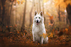 old Berger Blanc Suisse