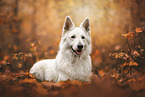 old Berger Blanc Suisse