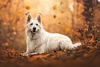 old Berger Blanc Suisse