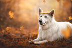 old Berger Blanc Suisse