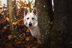 old Berger Blanc Suisse