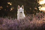 Berger Blanc Suisse