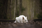 Berger Blanc Suisse