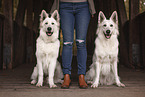 2 Berger Blanc Suisse