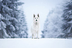 Berger Blanc Suisse