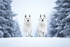 Berger Blanc Suisse