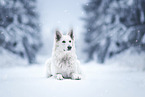 Berger Blanc Suisse