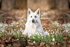 Berger Blanc Suisse