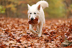 Berger Blanc Suisse