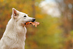 Berger Blanc Suisse