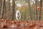 Berger Blanc Suisse